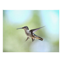 Hummingbird Photo Enlargement