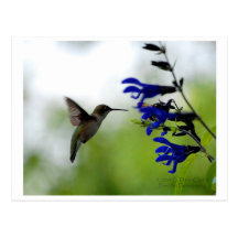 Hummingbird Post Card