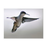 Hummingbird Postcard