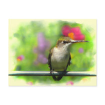 Hummingbird