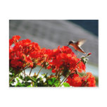 Hummingbird Postcard
