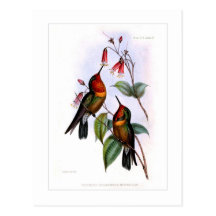 Hummingbird Postcard
