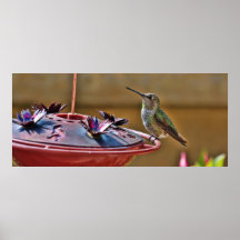 Hummingbird Poster