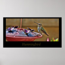 Hummingbird Poster