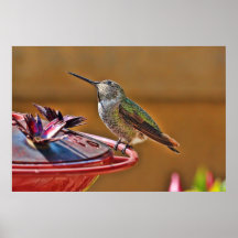 Hummingbird Poster