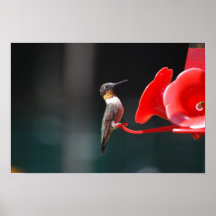 Hummingbird Poster