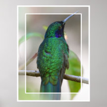 Hummingbird Poster
