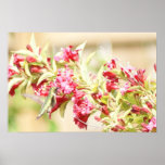 Hummingbird Posters
