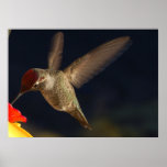 Hummingbird ~Print~