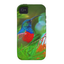 Hummingbird ruby throated Case-Mate iPhone 4 cases