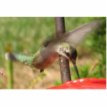 Hummingbird Sculpture