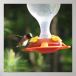 Hummingbird Sipping Poster
