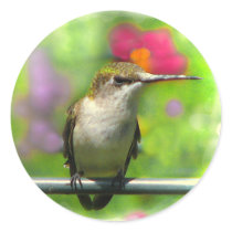 Hummingbird