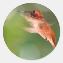 hummingbird sticker