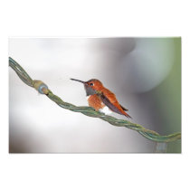 Hummingbird Sticking Out Tongue Photograph