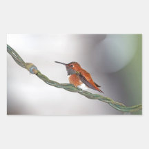 Hummingbird Sticking Out Tongue Rectangle Sticker