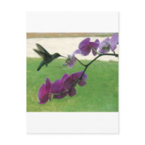 Hummingbird with Orchid Postcard