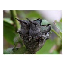 Hummingbirds card post card