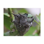 Hummingbirds card post card