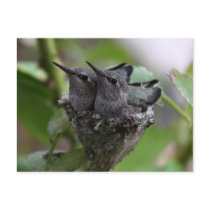 Hummingbirds card post card