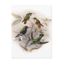 Hummingbirds In Flight