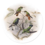 Hummingbirds  in Flight Sticker