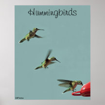 Hummingbirds Poster