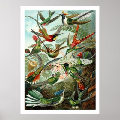 Hummingbirds Poster by MyOtherPlanet