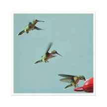 Hummingbirds Wrapped Frame Stretched Canvas Prints