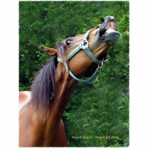 Humourous Horse Attitude Pin Cut Outs