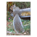 Humourous Squirrel Card
