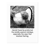 Humourous Turkey Thanksgiving Post Card