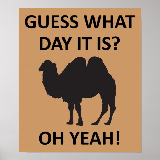 Hump Day Camel Funny Wednesday Poster Sign