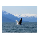 Humpback on the Surface Postcard