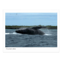 humpback postcard