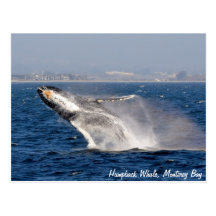 Humpback Whale Breach Postcard