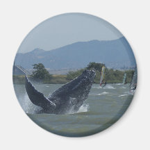 Humpback Whale Breaching by Windsurfers Fridge Magnets
