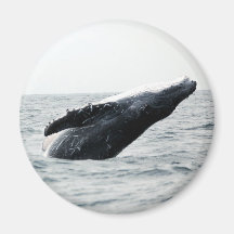 Humpback whale breaching fridge magnet