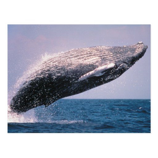 Humpback Whale Breaching Post Cards