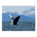 Humpback Whale Breaching Post Cards