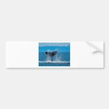 Humpback Whale Bumper Stickers
