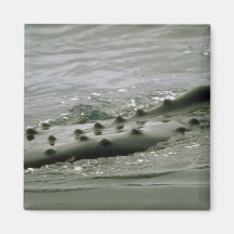 Humpback whale fridge magnet