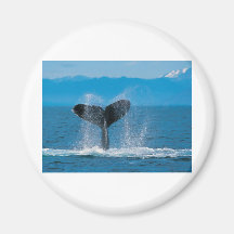 Humpback Whale Fridge Magnet