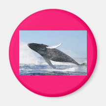 Humpback whale fridge magnets