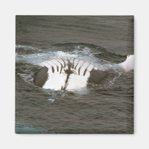 Humpback whale fridge magnets
