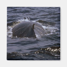 Humpback Whale Glistening In Water Fridge Magnet