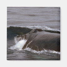 Humpback Whale (Head Shot) Fridge Magnets
