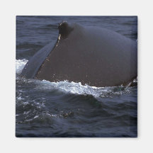 Humpback Whale In Fog Magnet