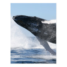 Humpback Whale Jumping High Postcard