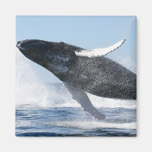 Humpback Whale Jumping High Refrigerator Magnet